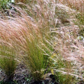 Stipa capillata, nota anche come erba delle piume o piuma d'oro, è un'erba ornamentale con foglie sottili e steli eretti che possono raggiungere un'altezza di 60-90 centimetri. Durante la fioritura in primavera o all'inizio dell'estate, produce infiorescenze leggere e soffici simili a piume, spesso di colore dorato o argentato, aggiungendo un tocco di delicatezza e bellezza al giardino.