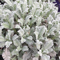 Tanacetum densum, conosciuto anche come camomilla densa o pinnate tansy, è una pianta erbacea perenne della famiglia Asteraceae. Presenta foglie verde scuro pinnate e fiori gialli riuniti in infiorescenze compatte. Questa pianta ha un portamento cespuglioso e compatto, formando cuscini densi di fogliame. Adatta a terreni ben drenati e posizioni soleggiate, viene spesso utilizzata per scopi ornamentali in giardini rocciosi o come copertura del terreno.