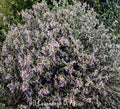 Teucrium fruticans con fogliame grigio-argento e fiori lilla, pianta mediterranea sempreverde ideale per bordure e giardini siccitosi.