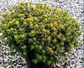 Timo al limone 'Doone Valley' con foglie variegate profumate e fiori lilla, pianta tappezzante aromatica per bordure e cucina mediterranea.