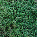 Timo Ciliato (Thymus ciliatus), pianta aromatica perenne strisciante con foglie grigio-verdi e fiori rosa, coltivata al Lavandeto di Assisi