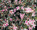 Timo foxley. Timo con bellissime foglie colorate. E' molto  bello in giardino con le sue foglie verdi, e variegate color panna e rosa. P