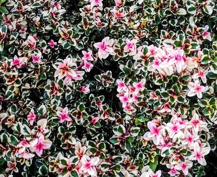 Timo foxley. Timo con bellissime foglie colorate. E' molto  bello in giardino con le sue foglie verdi, e variegate color panna e rosa. P