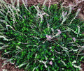 Timo longicaulis, pianta aromatica tappezzante con foglie profumate e fiori rosa, ideale per giardini secchi e bordure.