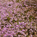 Timo Serpillo in fiore, timo vendita online, piante aromatiche vendita online, pianta tappezzante con fiori rosa e foglie profumate, ideale per bordure, aiuole e giardini rocciosi.