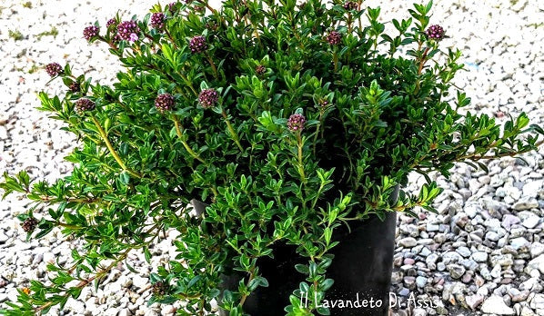Timo Serpillo in fiore, pianta tappezzante con fiori rosa e foglie profumate, ideale per bordure, aiuole e giardini rocciosi.