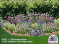 Vendita piante online, aiuole fai da te giardino, aiuole economiche fai da te, aiuole immagini da copiare.  kit di 13 piante erbacee perenni per realizzare aiuola di circa 6 mq. Per aiuola fai da te. Le piante inserite nel rendering sono erbacee perenni vivaci molto resistenti e rustiche, sono piante a bassa manutenzione per aiuole al sole o a mezz' ombra. Sopportano bene il gelo e il caldo intenso. Al momento della spedizione le piante e il rendering saranno numerati, per facilitare l' impianto.