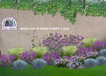 aiuola in fiore giardino aromatico, lavanda profumata erbacee perenni colorate graminacee ornamentali arbusti di salvia piante perenni giardino a bassa manutenzione piante per il giardino lavanda e salvia giardino fiorito