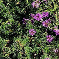 Verbena Pulchella. Verbena Pulchella è una  erbacea perenne sempreverde, molto vigorosa, ottima pianta tappezzante, vive bene in pieno sole ma anche a mezz' ombra. Questa piantina può creare un tappeto erboso a bassa manutenzione e essere piantata al posto del prato inglese o del trifoglio ecc.. ,  infatti nelle  zone a pieno sole rimane alta pochi centimetri 3/4 e anche al momento della fioritura rimane basse avendo a steli molto corti,