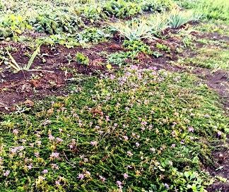 La verbena tappezzante piantata a terra sopporta bene anche il gelo, venite a scoprire la verbena pulchella nei nostri giardini, per vederla allo stato naturale e per capire se risponde alle vostre esigenze.  Colore violetto. Appartiene alla famiglia delle Verbenacee fiorisce da aprile a novembre. La verbena pulchella è una pianta  tappezzante con crescita piuttosto veloce