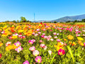 Cosa fare ad Assisi,  aprile Assisi Cosa fare Assisi maggio, festa della primavera, eventi Assisi, attrazioni Assisi, festa dei papaveri, campi di papaveri, escolzia, papaveri della California, Campi di papaveri da visitare, fioritura dei papaveri in Italia, cosa fare Perugia maggio 2025, eventi Perugia, Eventi in Umbria, Assisi aprile 2025